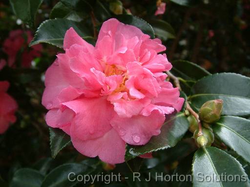 Camellia Double pink 